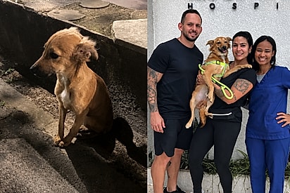 Quando é pra ser, não tem jeito: moça reencontra cão que havia ajudado meses antes e abraça de vez o resgate