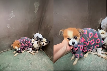 Devido aos maus tratos, cachorros viviam curvados com medo dos humanos