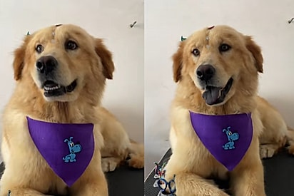 Golden de língua roxa?: Conheça Maya, cachorrinha que nasceu com a cara do pai e a língua da mãe