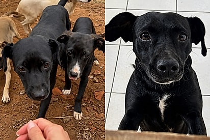 Cachorrinha protege filhotes na beira da estrada, vê todos serem adotados e agora espera sua vez.