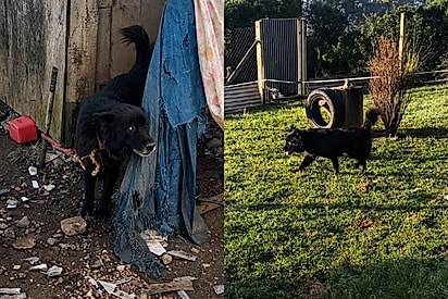 “Parecia ser a primeira vez”: Cadela que vivia presa em corda curta é resgatada e reação ao pisar na grama emociona.