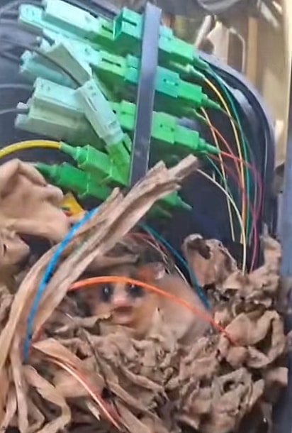 O animal é uma cuíca adulta.