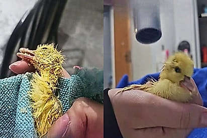 Internauta usa secador de cabelo para salvar filhote de pato com hipotermia e registro viraliza no TikTok