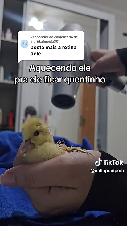 Ela agiu rápido e conseguiu aquecer o filhote.