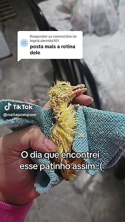 O patinho está muito debilitado devido o frio.