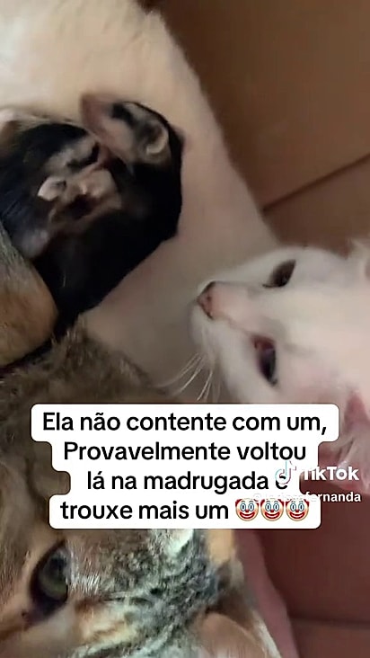 Nazaré salvou a vida dos saruês.