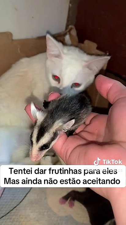 Os filhotes não iriam sobreviver sozinhos.