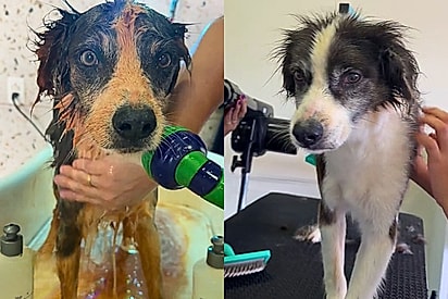 Tosadora chega para trabalhar e se depara com cachorro da raça mandioca