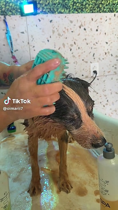 Choquito estava muito sujo.