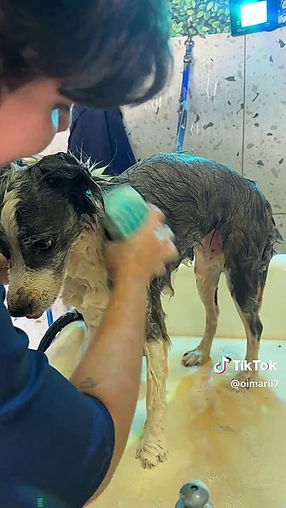 Foi preciso muito shampoo e paciência para deixar o cão limpo.