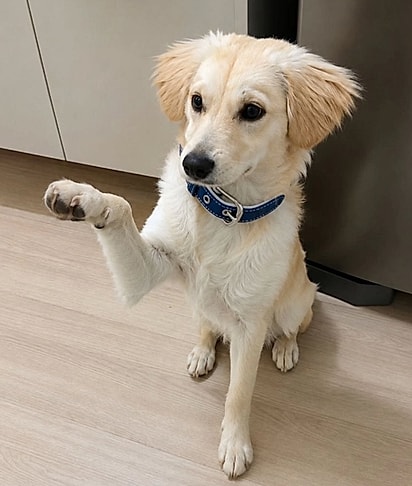Atualmente, ele tem oito meses. 