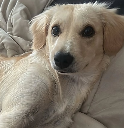 Tender é descrito como um cão amoroso.