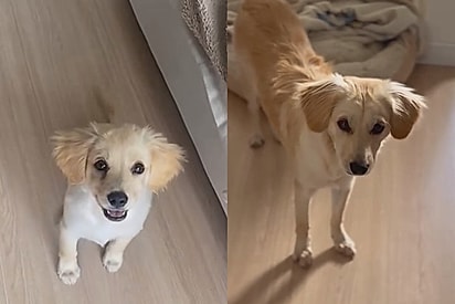 Filhote de “golden lata” achava que tinha encontrado uma família, mas é devolvido após cinco meses