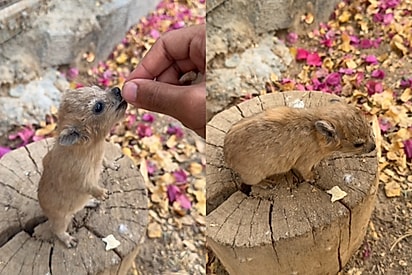 De Chihuahua Estranho a Parente do Elefante: O pequeno animal misterioso que deixou a internet confusa