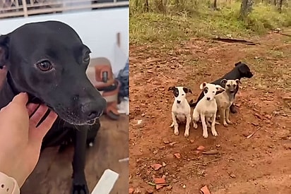 Por favor, salvem meus bebês: Mãe que protegeu os filhotes com bravura, viu todos ganharem um lar e ficou só