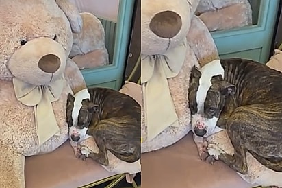 Abandonada, cachorrinha carente e de olhar triste deita no colo de urso de pelúcia de cafeteria na esperança de ganhar carinho