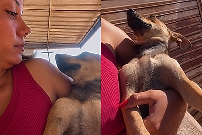 “Quem é você?”: Mulher dá bronca em cadela achando ser sua pet e descobre confusão hilária.