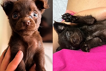 “Edição limitada”: Mulher acha que comprou um chihuahua, mas pet cresce, muda visual e vira amor da família.