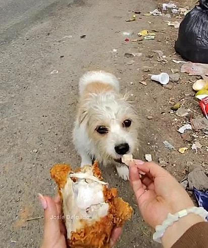 Josie costuma alimentar os animais e moradores de rua.