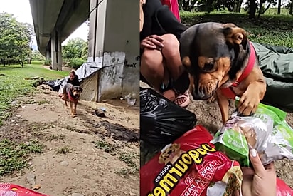 O sorriso mais lindo que recebi: cão de moradora de rua agradeçe ao ver que ajuda chegou para ele e sua tutora