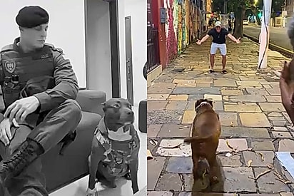 Naquela hora o tempo parou: após 4 meses longe, pit bull escuta novamente a voz do tutor e a reação emociona