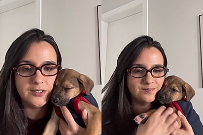 Filhote conhecido por ser o cachorro perfeito é devolvido 3 dias depois a abrigo e voluntárias não entendem o motivo