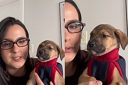 Fubá, um cãozinho que foi devolvido após três dias de adoção.