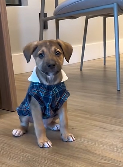 Fubá é descrito como um cãozinho extremamente carinhoso.