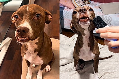 “Prognata e cheia de charme”: Ayla foi resgatada das enchentes, virou dúvida entre pitbull e caramelo e hoje encanta cantando.