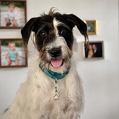A cachorrinha Maisy.