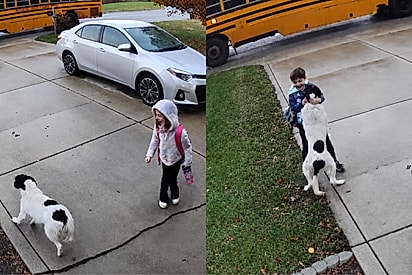 “Ela não disfarçou”: cachorrinha ignora abraço de menina e corre para o humano favorito da casa.
