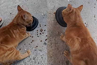 Gato laranja some e volta castrado para casa e só depois tutora descobre o que aconteceu