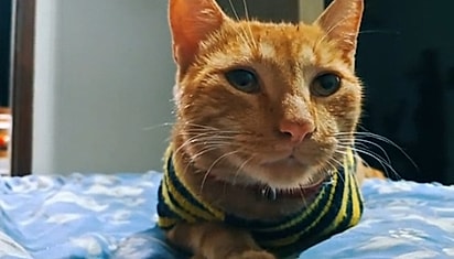 O gato laranja em casa após a aventura. 