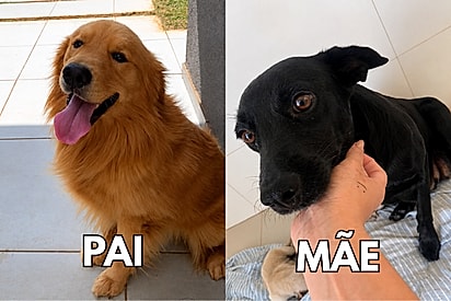 Golden lata ou vira-lata caramelo gourmet? Golden retriever se envolve com vira-lata e gera filhote de beleza estonteante.