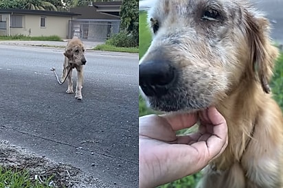 ‘Nunca tinha visto um golden retriever assim’: mulher fica chocada com estado de cachorro e resolve tomar atitude