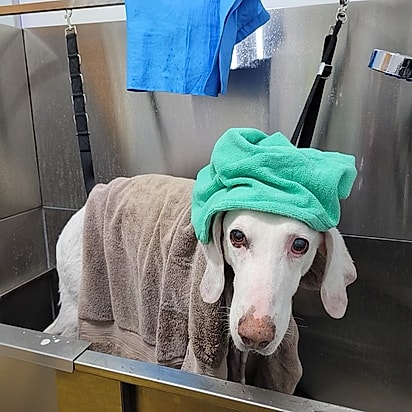 Por 11 vezes, Gumby voltou para o abrigo. Na 12ª, ele encontrou seu lugar no mundo.