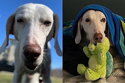 Cachorro é devolvido 11 vezes ao mesmo abrigo e só depois os funcionários se dão conta do que estava acontecendo.