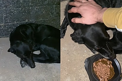 Essa cena me dói tanto: Cachorrinha se encolhe em chão frio para tentar se aquecer enquanto espera que alguém lhe estenda a mão 