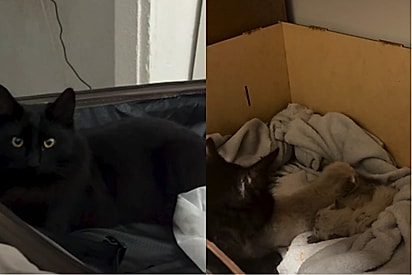 Pulga quer ser pai presente mesmo sem ter filhos