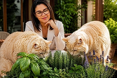 Saúde também é ambiente. Pequenos estímulos podem gerar grandes impactos no bem-estar físico e emocional dos pets. Saúde também é ambiente. Pequenos estímulos podem transformar o bem-estar físico e emocional de cães e gatos.
