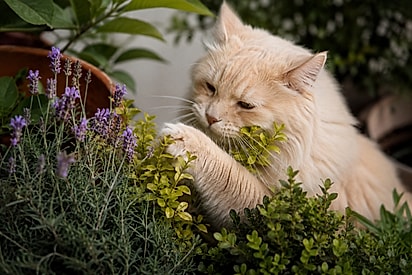 Explorar também é uma necessidade biológica Cães e gatos foram biologicamente programados para investigar o ambiente ao seu redor. Cheirar, observar, tocar e fazer escolhas são comportamentos naturais que estimulam o cérebro, promovem bem-estar emocional e contribuem para o equilíbrio do organismo.