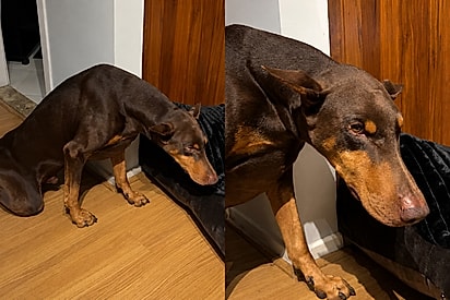 “Quanto mais rebaixado, mais culpado”: Dobermann tenta disfarçar bagunça, mas reação entrega tudo.