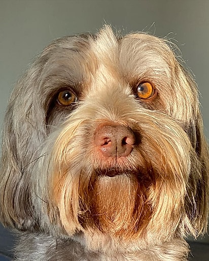 Júpiter Maresia é um cachorrinho determinado que provou, com cada passo, que amor, cuidado e fé podem transformar uma história.