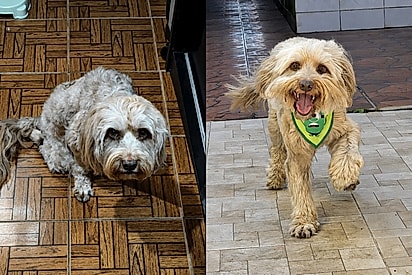 O sorrisão dele diz tudo: cão guerreiro vence batalha para andar e corrida emociona tutora.