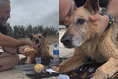 ‘Me desculpe se viemos pouco a praia’: Cachorro pastor alemão realiza todos os seus sonhos no seu último dia de vida e vídeo faz até os homens chorarem