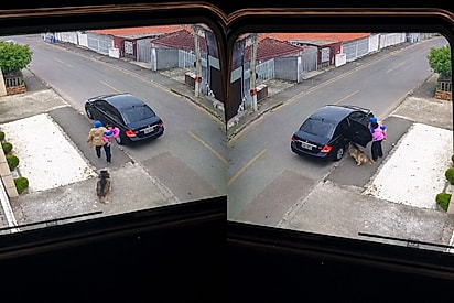 “Cadê teu dono?”: Husky perdida vê porta de carro aberta, entra sem cerimônia e muda planos de mãe e filha.