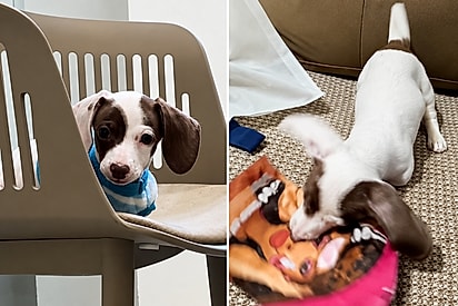 “Era um anjinho… até ganhar confiança”: Cãozinho sem duas patas revela lado arteiro após ser adotado.