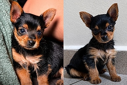 “Yorkshire da Shopee”: Mulher paga R$ 3,5 mil por cachorrinha de raça e depois descobre surpresa.
