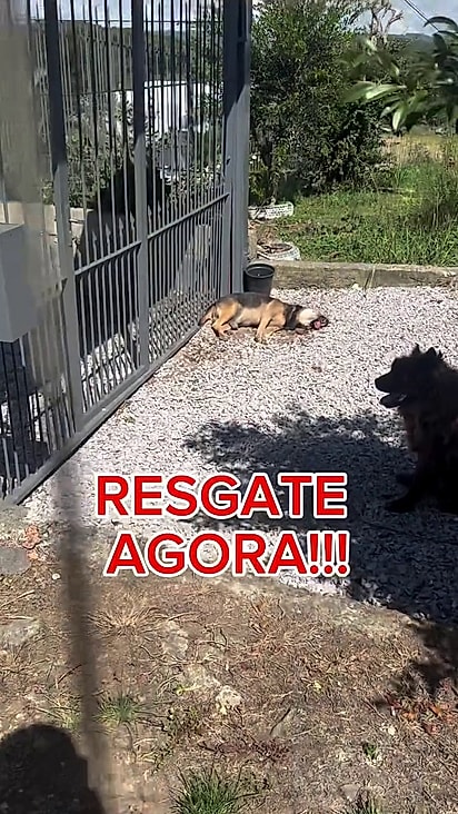 O cão estava sofrendo de ensolação.