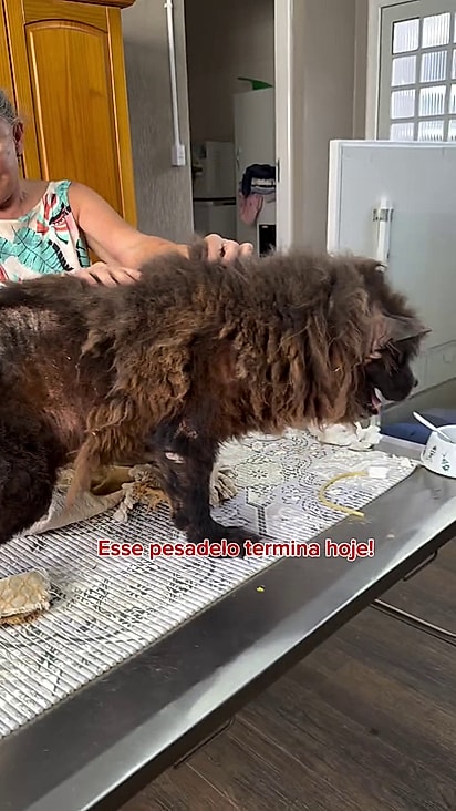 O segundo cão está sob os cuidados da ONG.